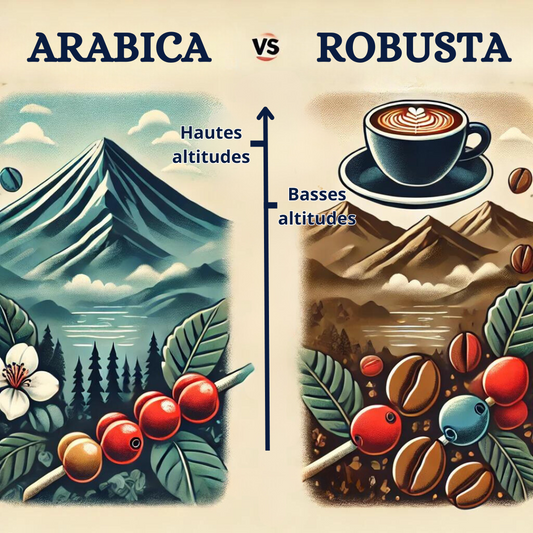 ARABICA VS ROBUSTA